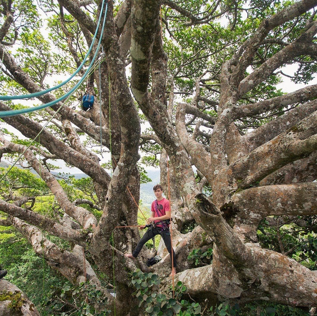 Лазіння на деревах. Відео